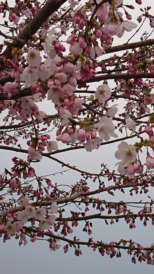 桜が咲き始めてる♪